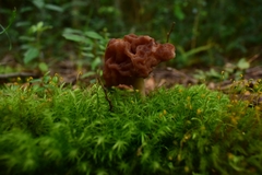 Gyromitra antarctica
