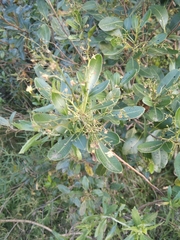 Lithraea brasiliensis