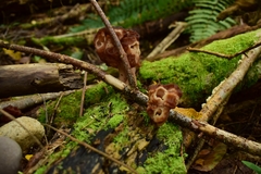 Gyromitra antarctica