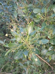 Lithraea brasiliensis