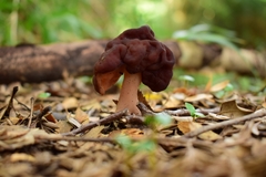 Gyromitra antarctica