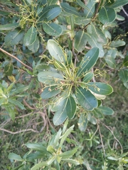 Lithraea brasiliensis