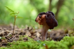Gyromitra antarctica
