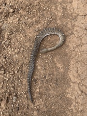 Crotalus willardi willardi