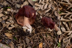 Gyromitra antarctica