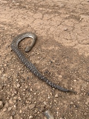 Crotalus willardi willardi