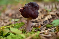 Gyromitra antarctica
