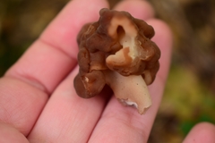 Gyromitra antarctica