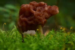 Gyromitra antarctica