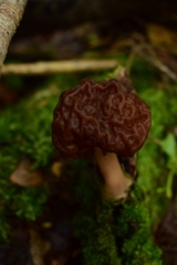 Gyromitra antarctica