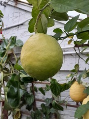 Citrus × pyriformis