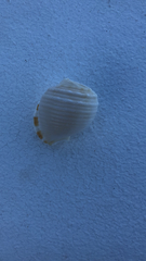 Semicassis centiquadrata