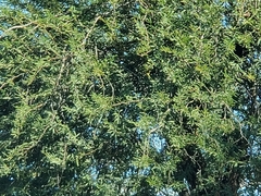 Prosopis laevigata