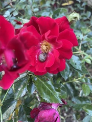 Cornu aspersum