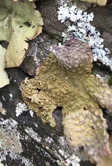 Lasallia pensylvanica