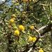 Acacia tortuosa - Photo (c) Susan J. Hewitt,  זכויות יוצרים חלקיות (CC BY-NC), הועלה על ידי Susan J. Hewitt