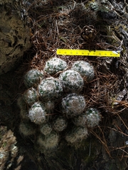Mammillaria glassii