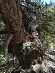 Mammillaria glassii