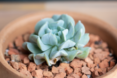 Echeveria runyonii