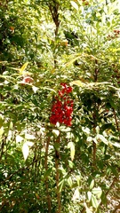 Nandina domestica