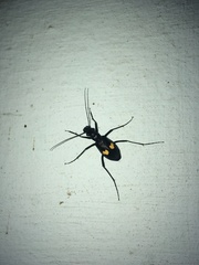 Oxycheila tristis