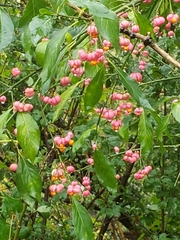 Euonymus