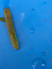 Neumichtis nigerrima