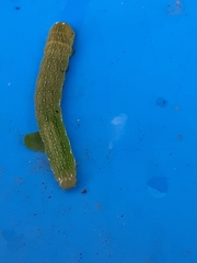 Neumichtis nigerrima