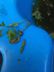 Neumichtis nigerrima