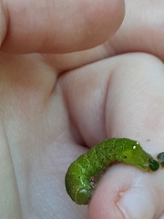 Neumichtis nigerrima