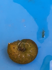 Neumichtis nigerrima