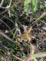 Sericocarpus rigidus