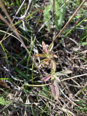 Sericocarpus rigidus