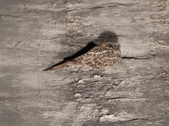 Hydropsalis torquata