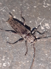Lypsimena fuscata