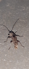 Lypsimena fuscata