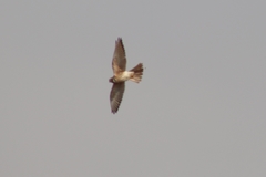 Falco sparverius