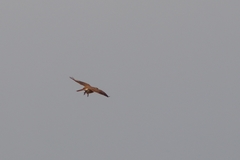 Falco sparverius