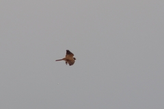 Falco sparverius