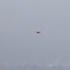 Falco sparverius