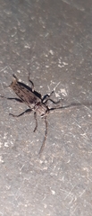 Lypsimena fuscata