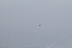 Falco sparverius