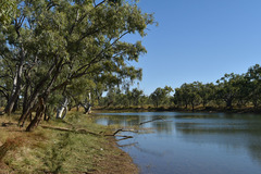 Eucalyptus microtheca