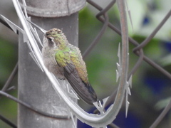 Lampornis