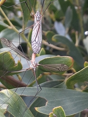 Ischnotoma rubriventris