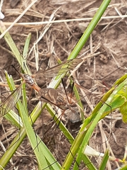 Ischnotoma rubriventris