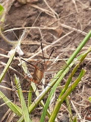 Ischnotoma rubriventris