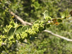 Maytenus vitis-idaea