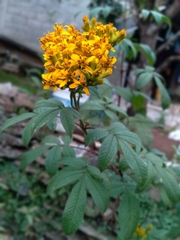 Tagetes nelsonii