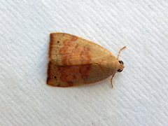 Detounda leptoplasta